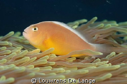 Skunk or nosestripe anemonefish by Louwrens De Lange 